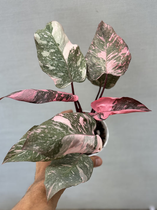 Pink Galaxy Philodendron