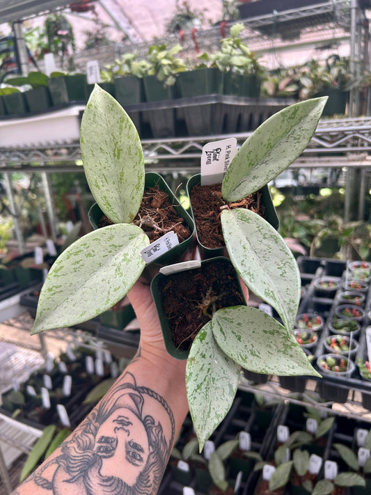 Hoya Pink Silver Ghost