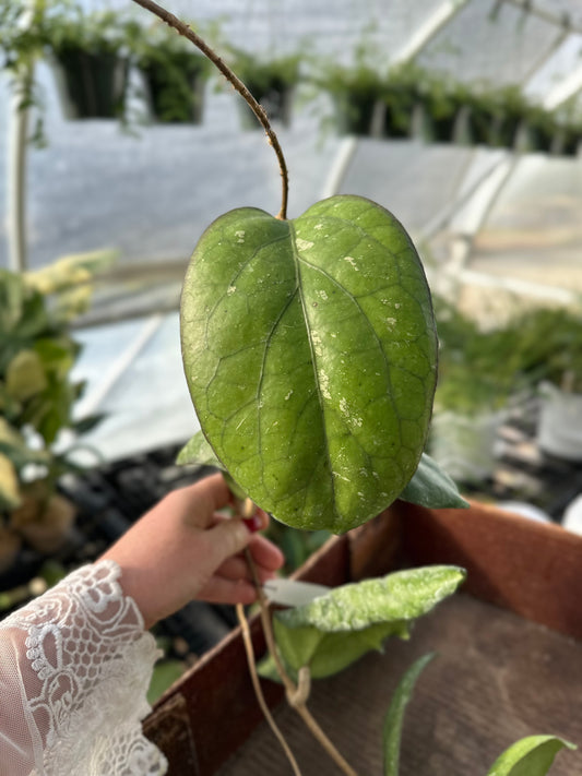 Hoya Elephant