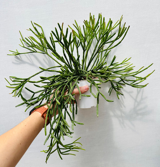 Rhipsalis Trigona