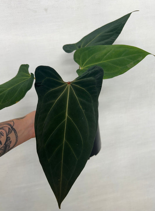 Anthurium Papi Red Stem x Red Sonya
