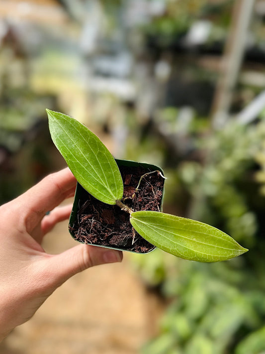 Hoya Phillipines