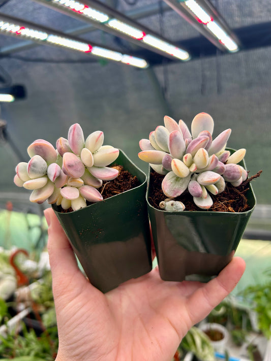 Cluster Cotyledon Orbiculta