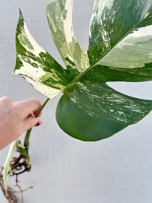 Albo Cuttings