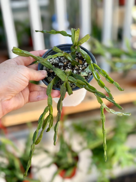 Rhipsalis Paradoxa