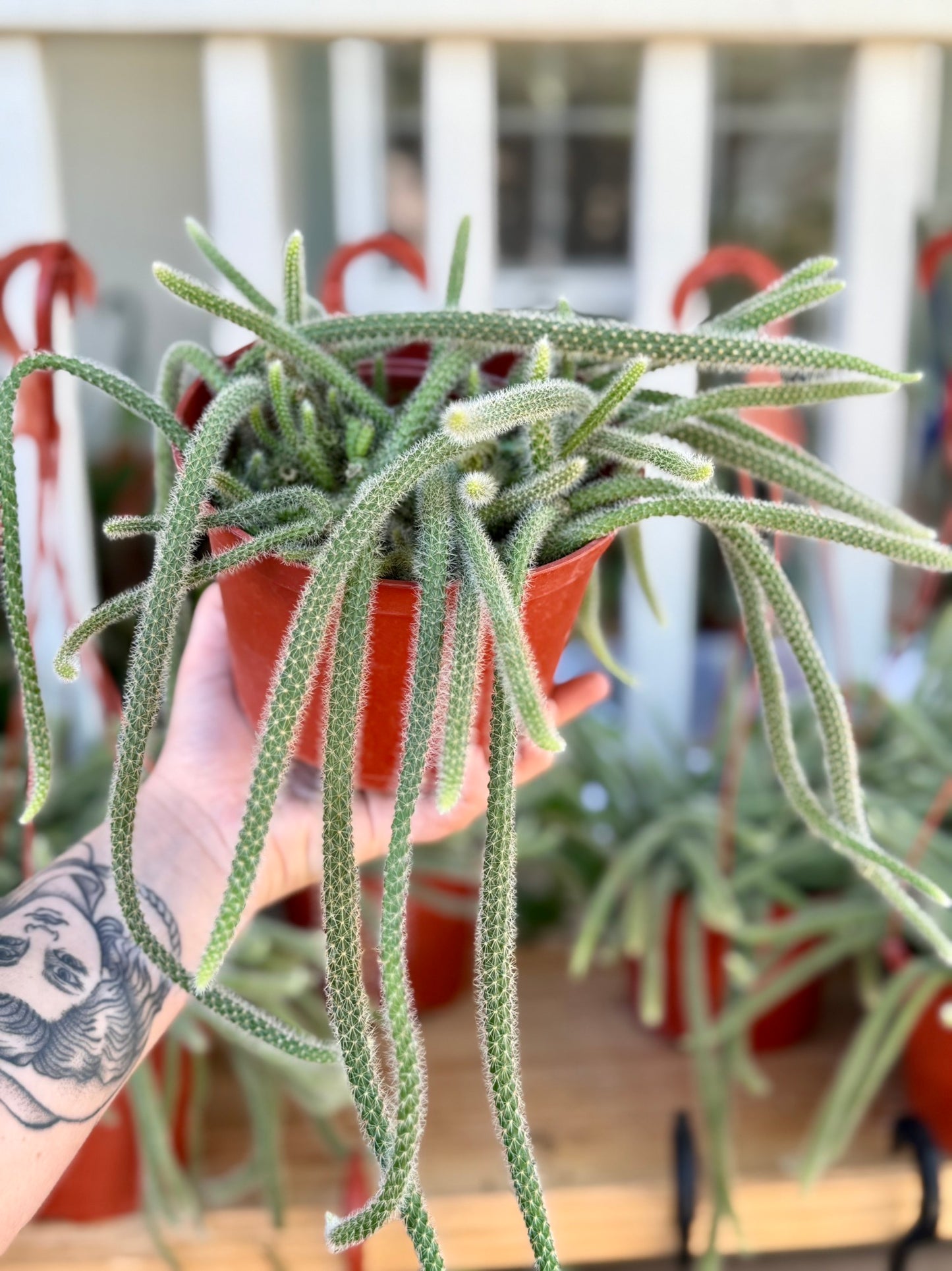 Rat Tail Cactus