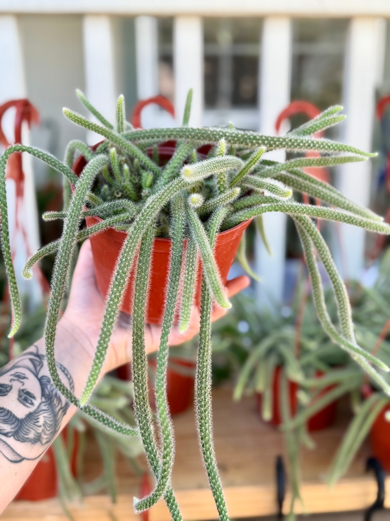 Rat Tail Cactus – We Are Plant Lovers