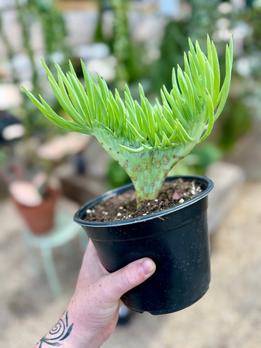 Mermaid Tail Succulent