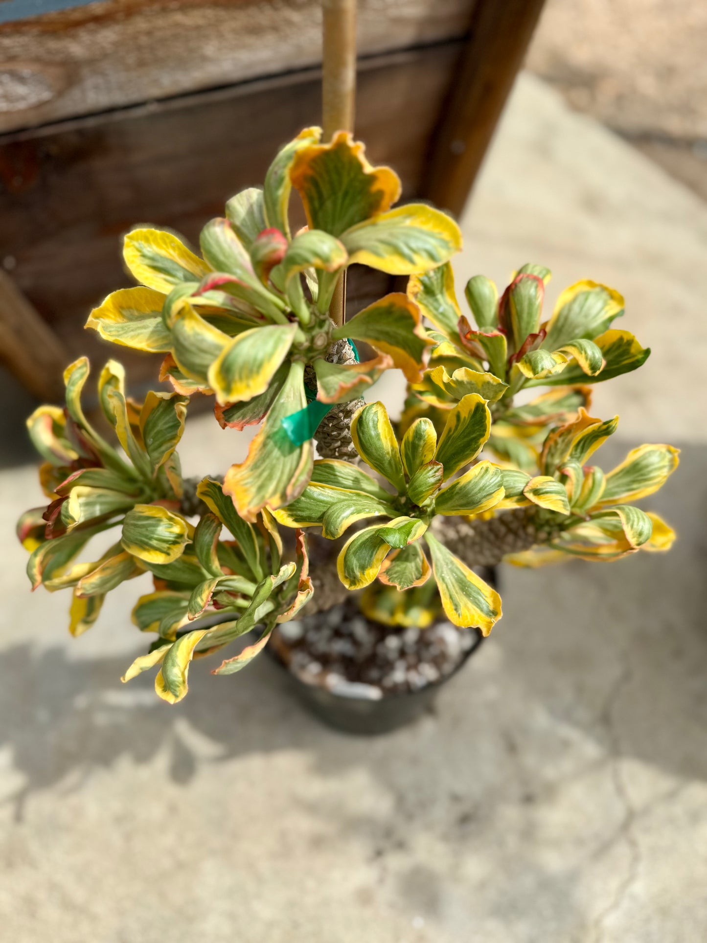 Euphorbia Ponsoniio