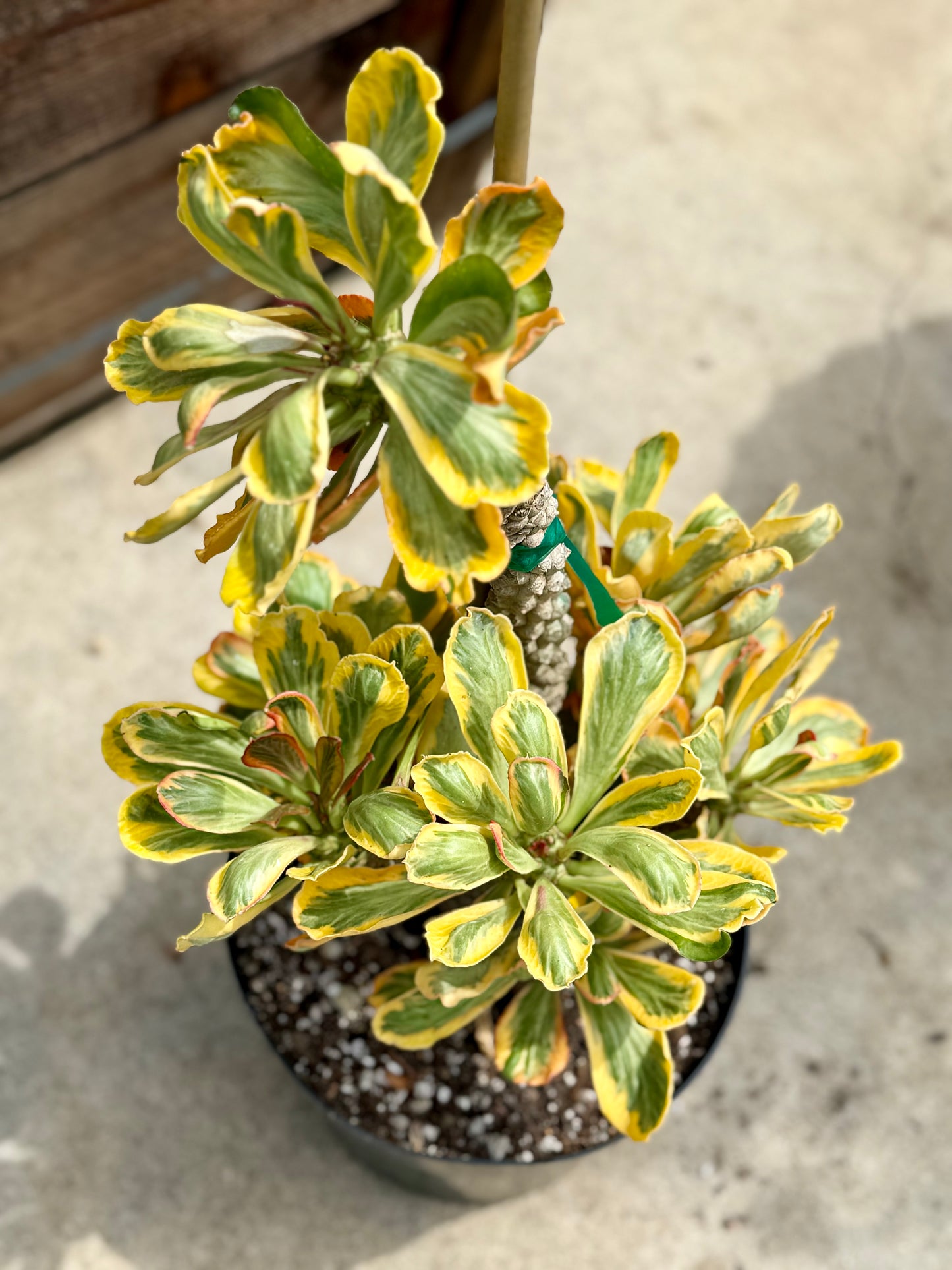 Euphorbia Ponsoniio