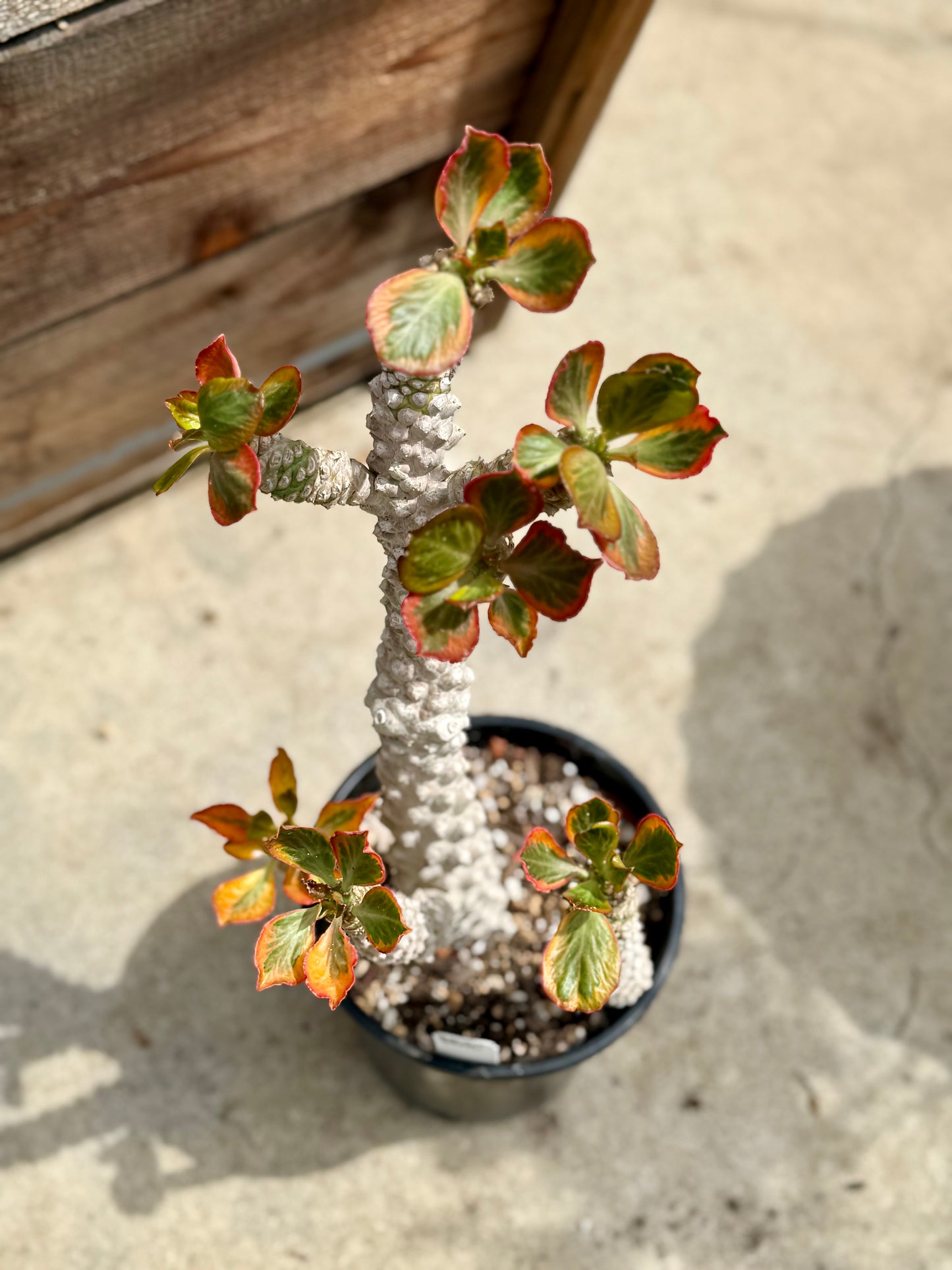 Euphorbia Ponsoniio