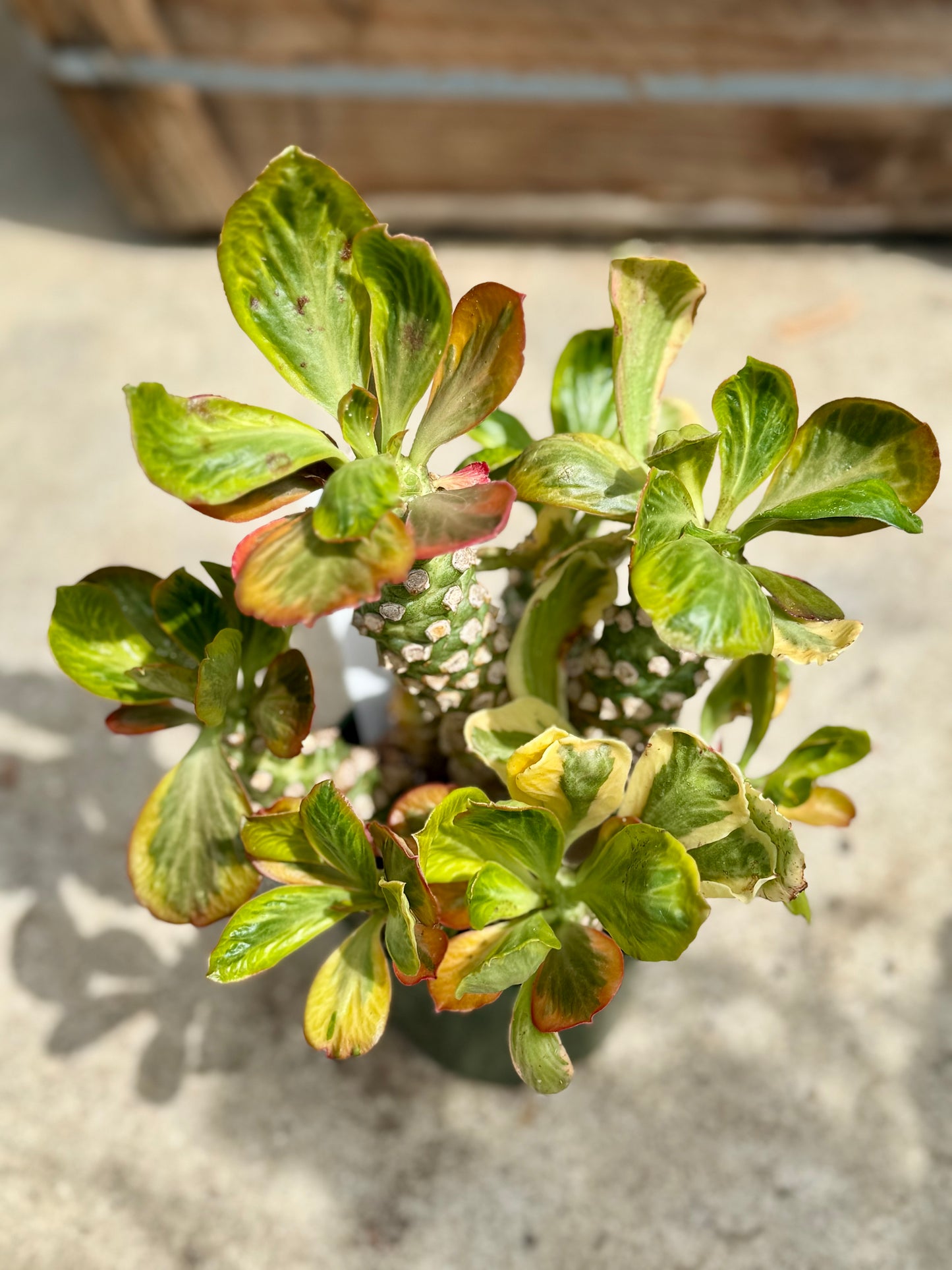 Euphorbia Ponsoniio