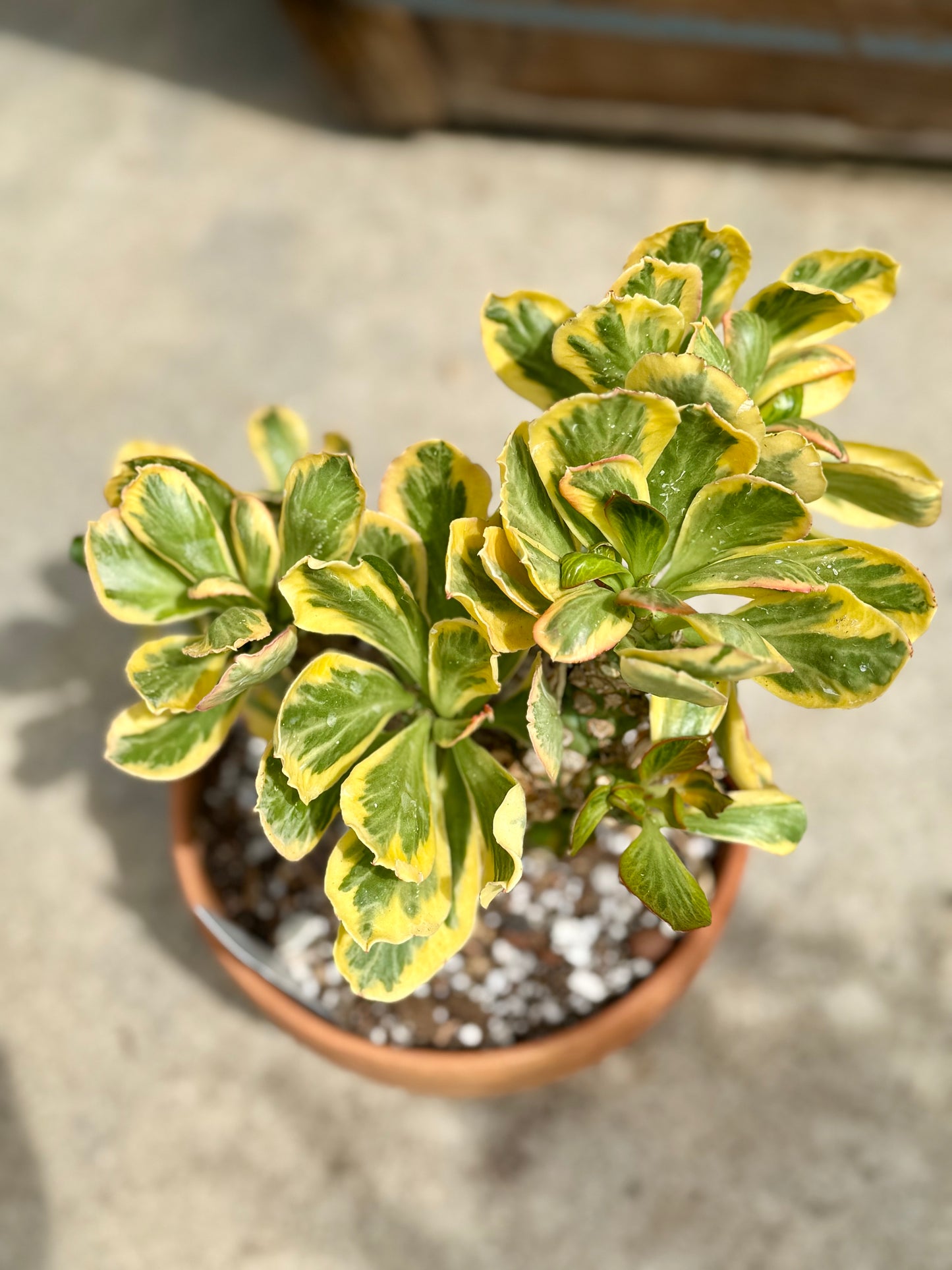 Euphorbia Ponsoniio
