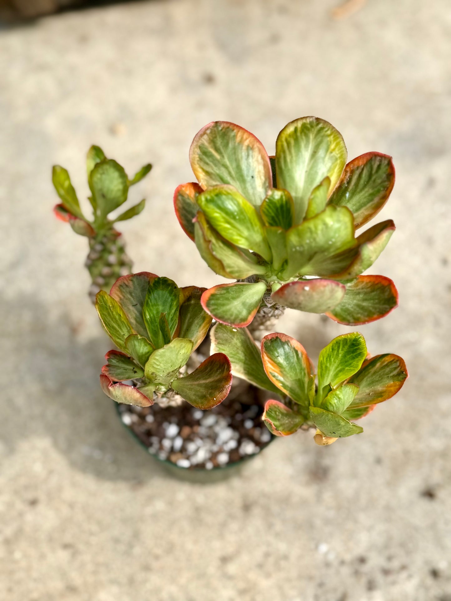 Euphorbia Ponsoniio
