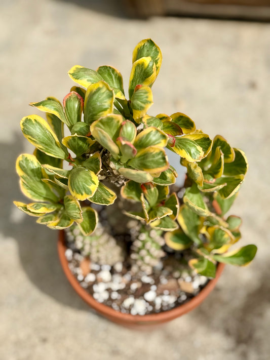 Euphorbia Ponsoniio
