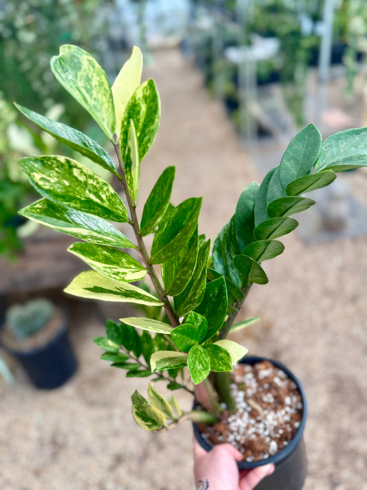 Variegated Zamioculcas Zamifolia