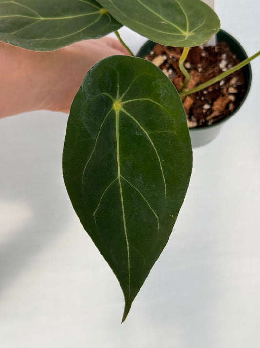 Anthurium Blue Forgetii