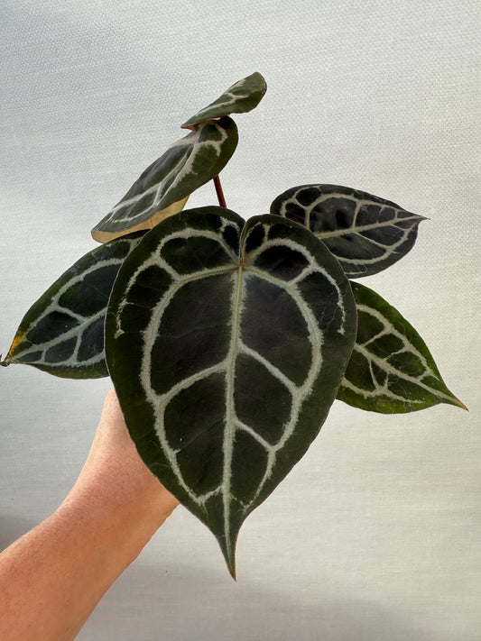 Anthurium “Azkara”