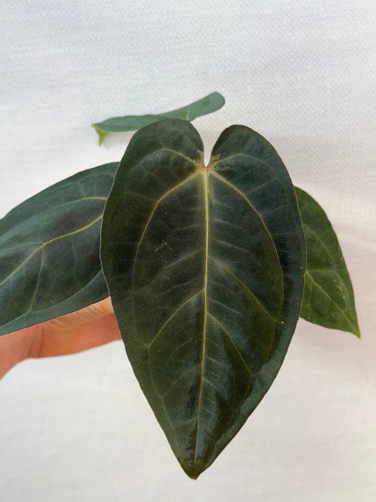 Anthurium “Miguna”