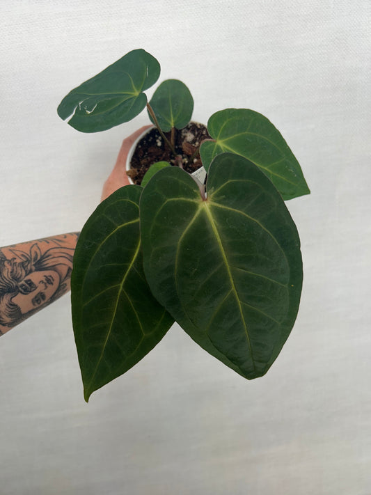 Anthurium “Miguna”