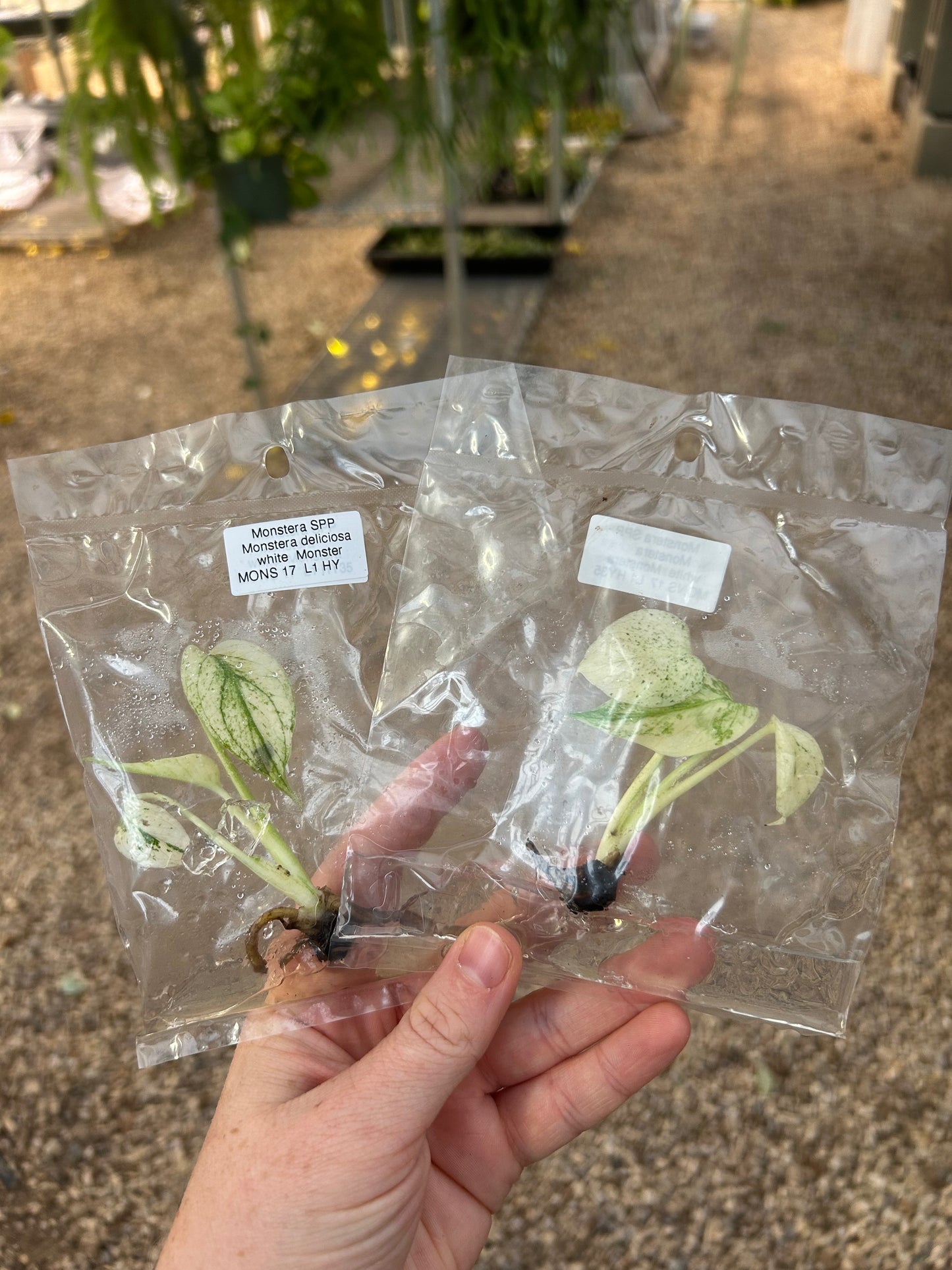 monstera deliciosa tissue culture Tissue Culture – We Are Plant Lovers