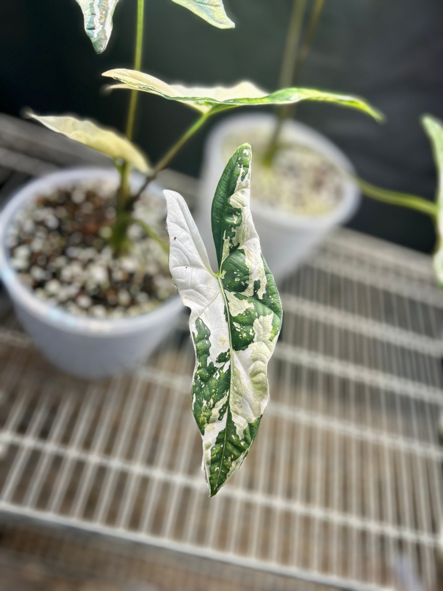 Variegated Alocasia Simpo Corm
