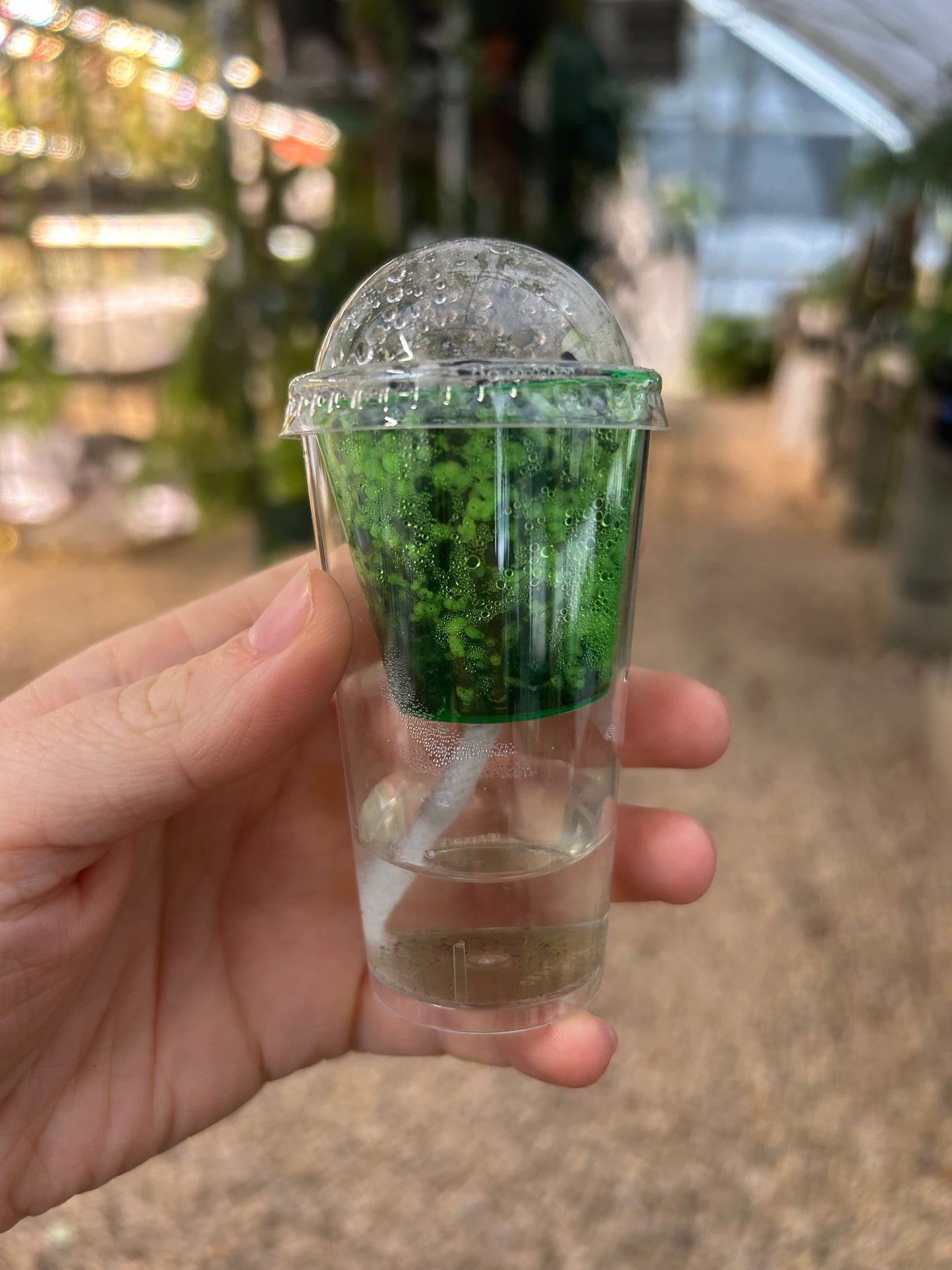 Variegated Alocasia Simpo Corm