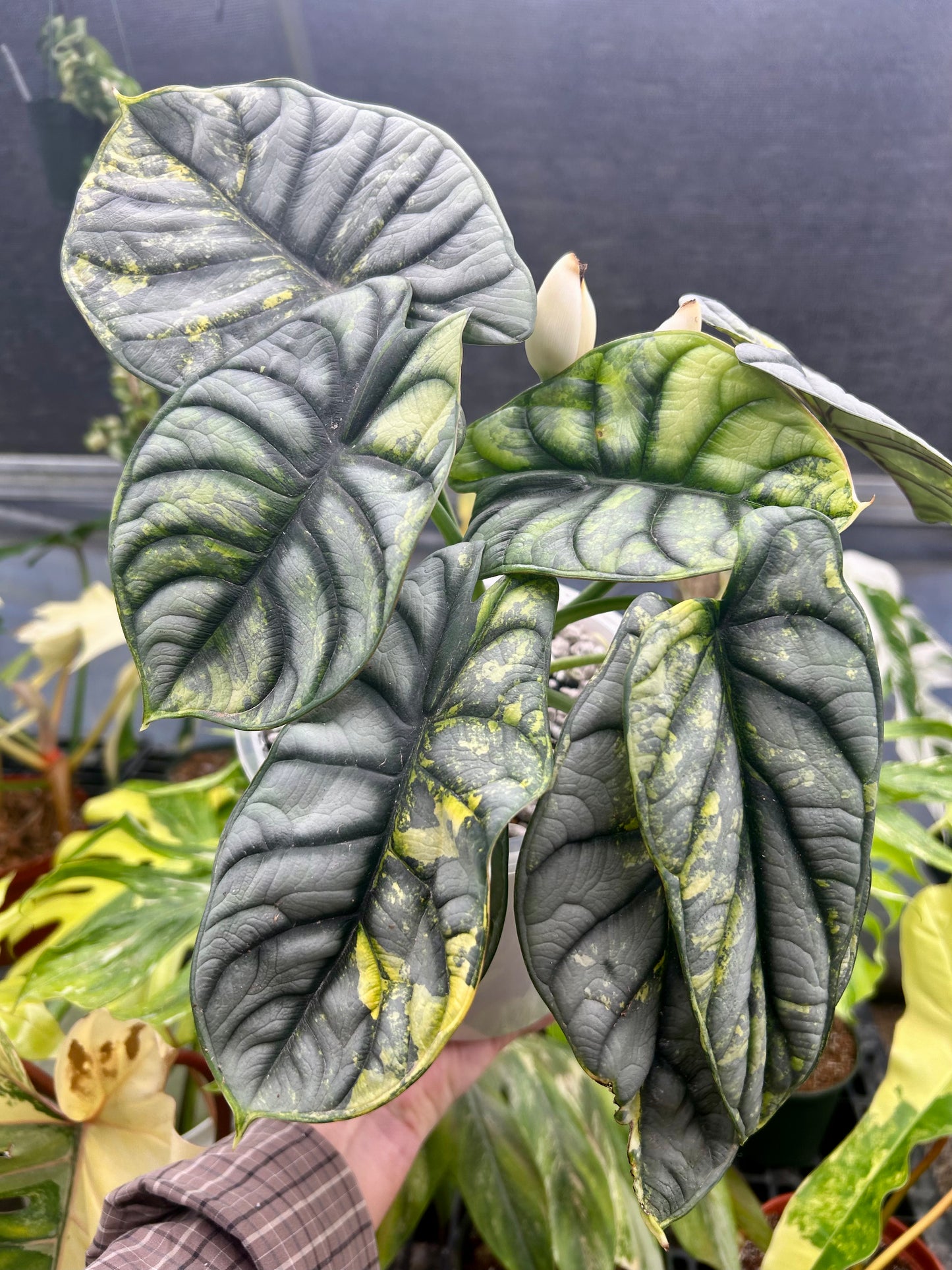 Silver Dragon Aurea Corm