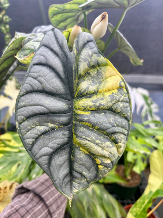 Silver Dragon Aurea Corm