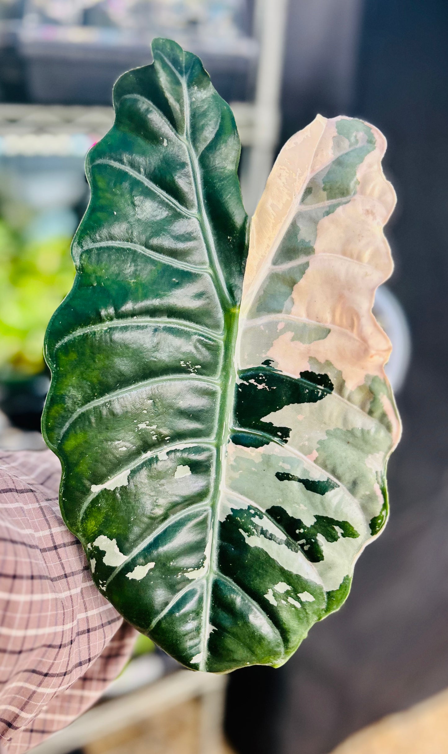 Alocasia Pink Chanti Corm