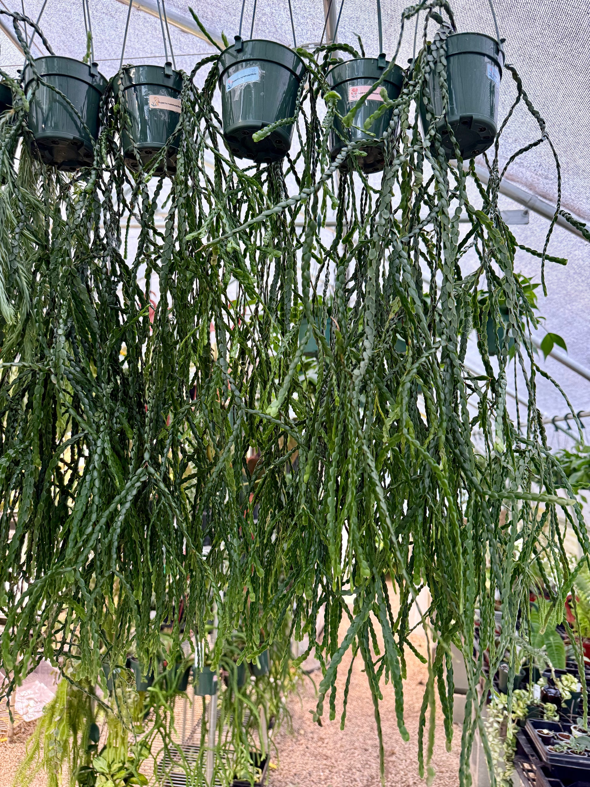 Huperzia – We Are Plant Lovers