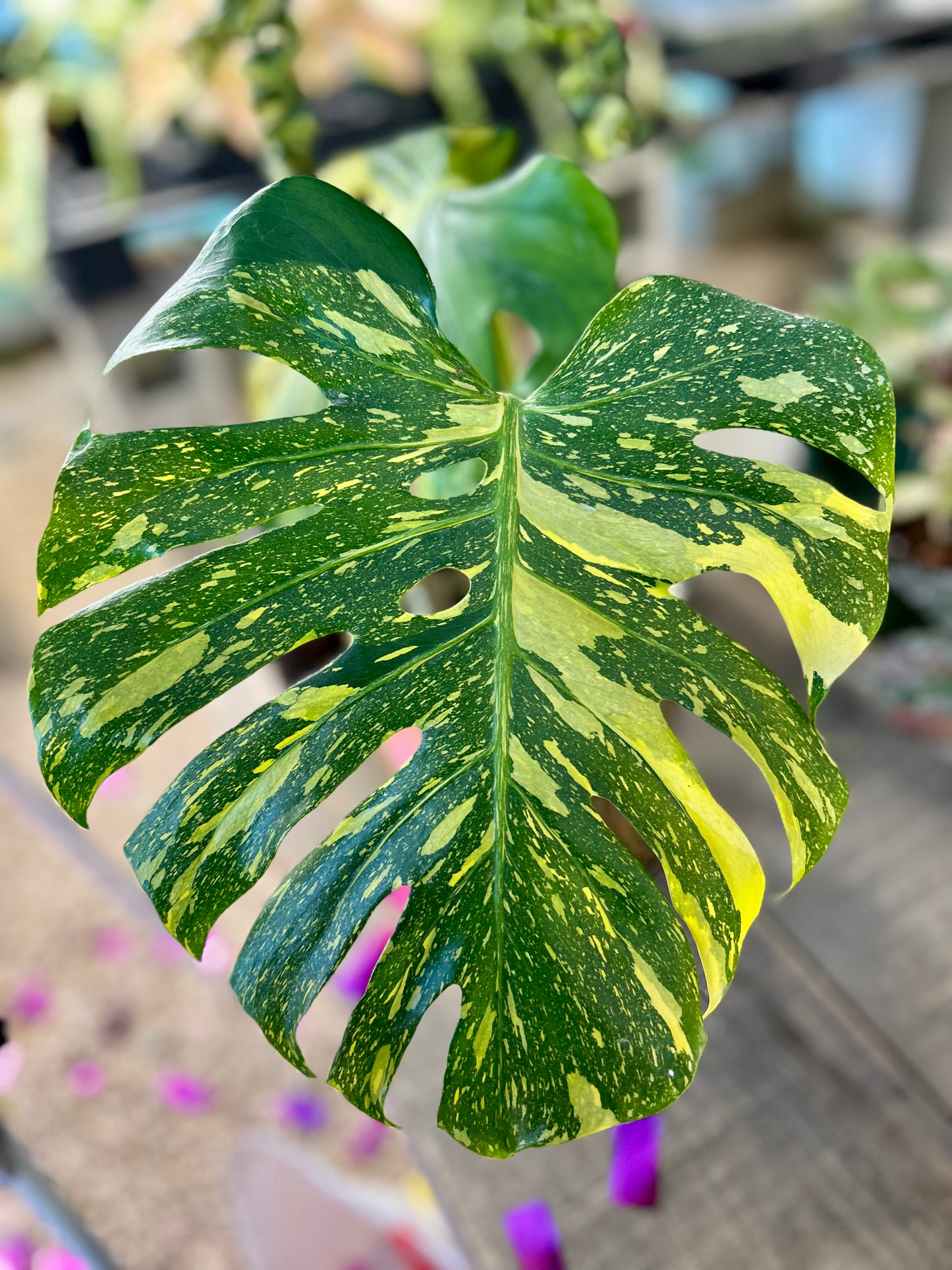 Monstera Electrolyte Raffle Ticket