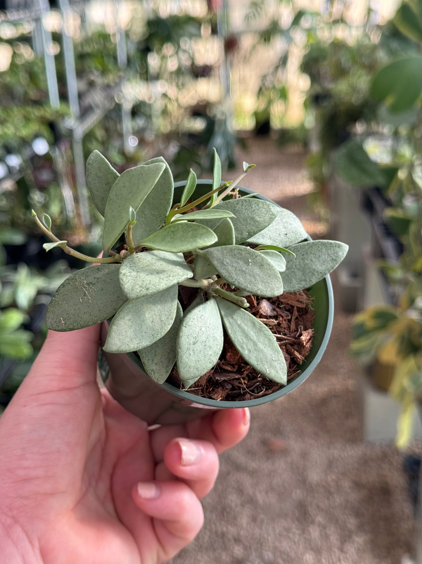 Hoya Nummularoides Silver