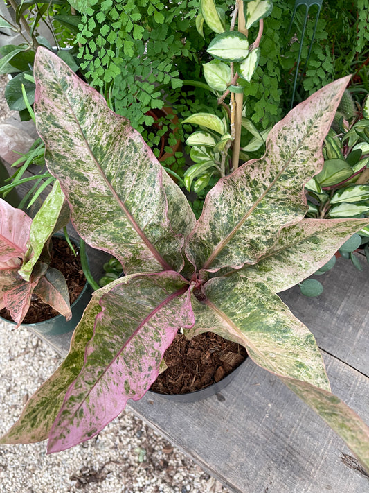Anthurium Renaissance