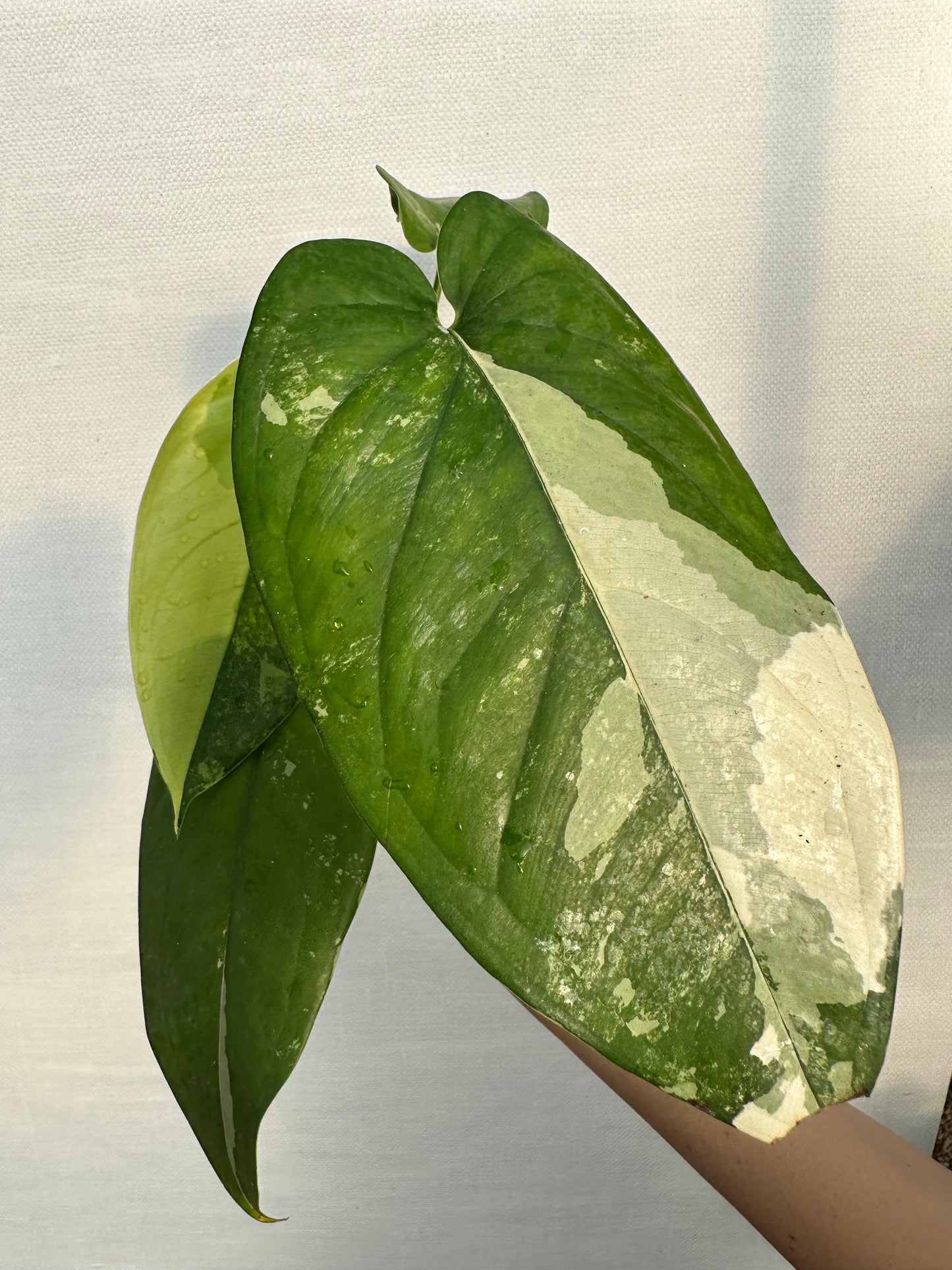 Variegated Syngonium Chiapense