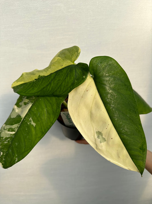 Variegated Syngonium Chiapense