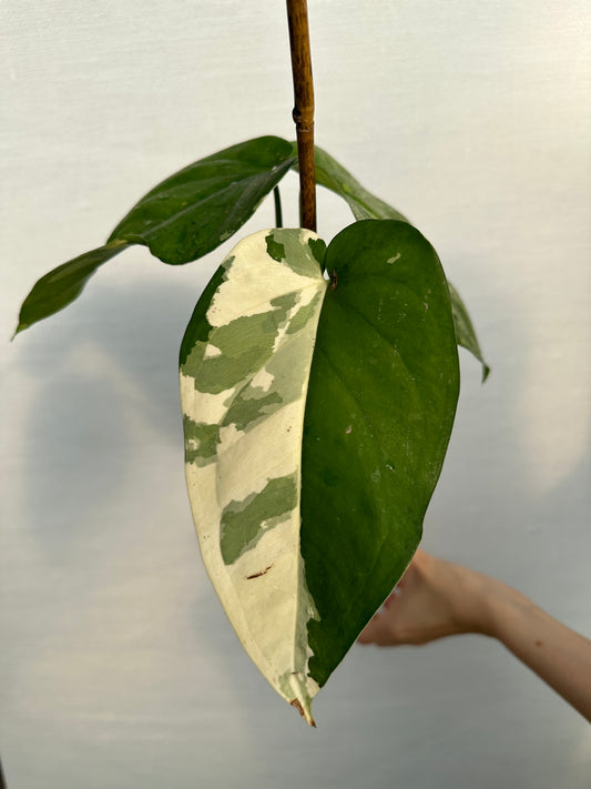 Variegated Syngonium Chiapense