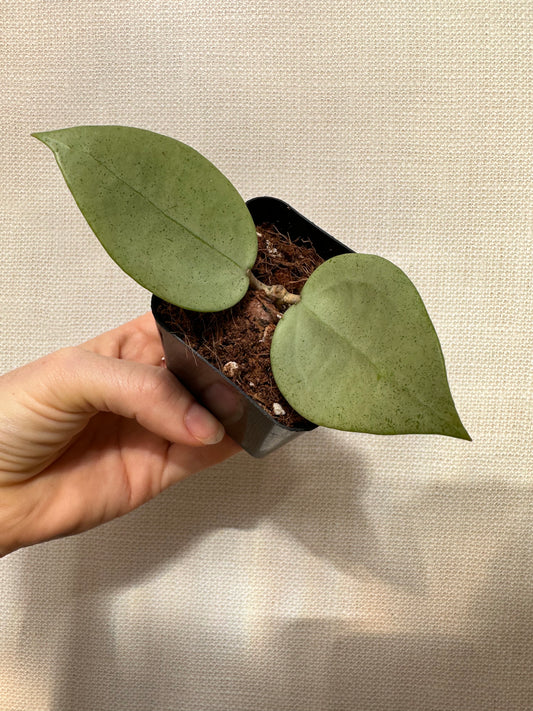 Hoya Verticillata Silver (heart leaf)