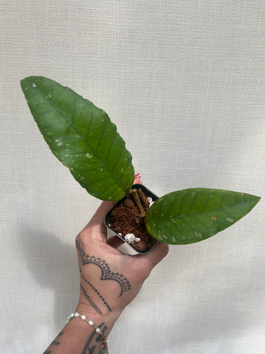 Hoya Sp Aceh