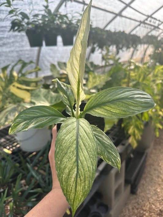 Spathiphyllum Sensation Variegated