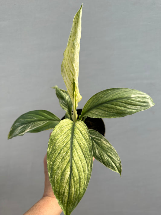 Spathiphyllum Sensation Variegated