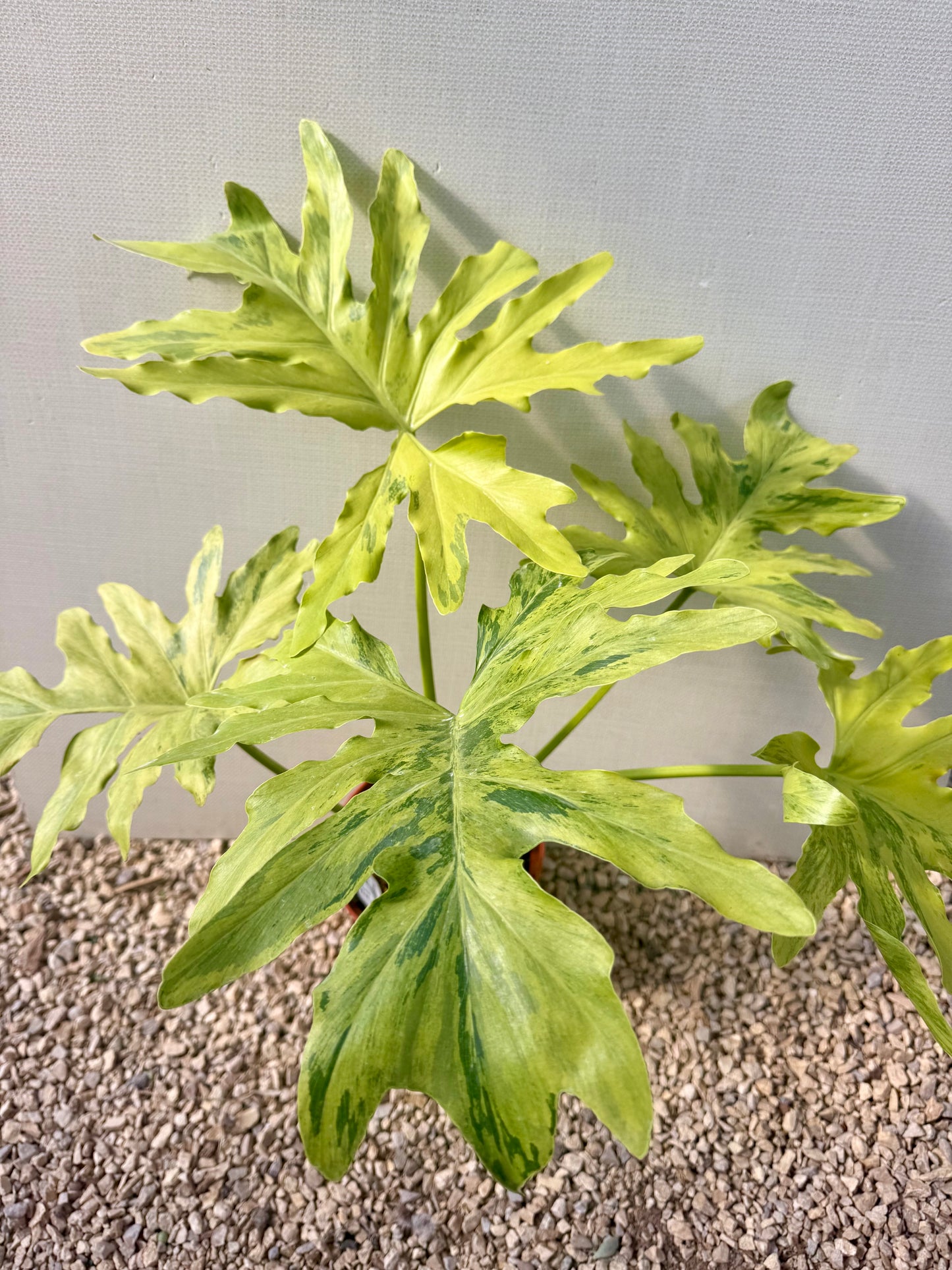 Philodendron Selloum Variegated
