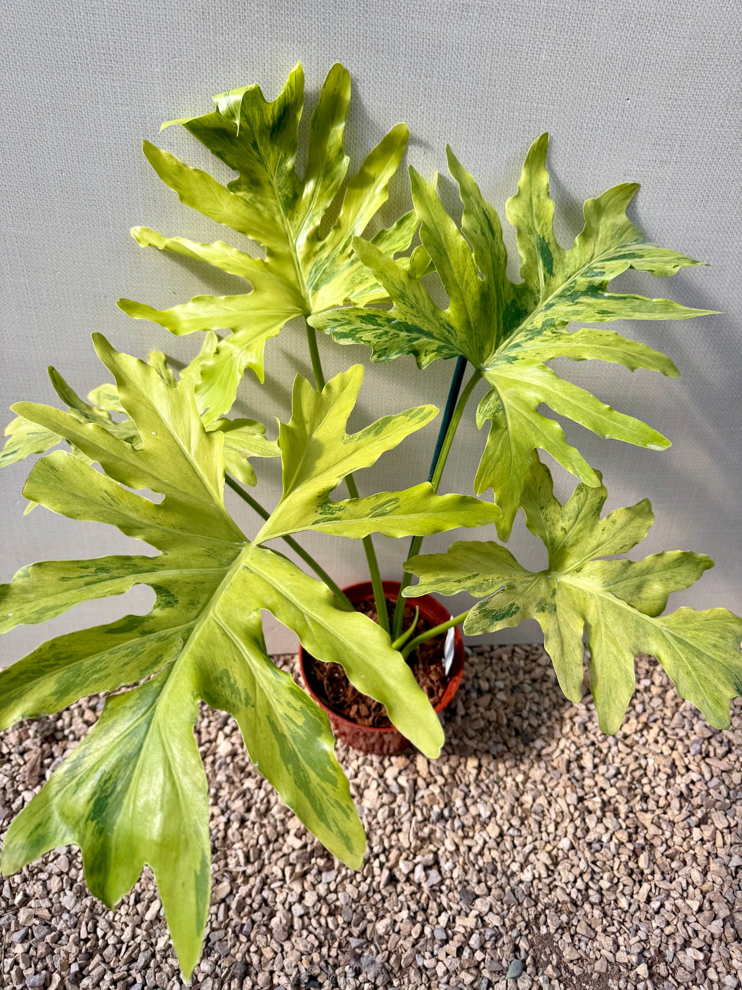 Philodendron Selloum Variegated