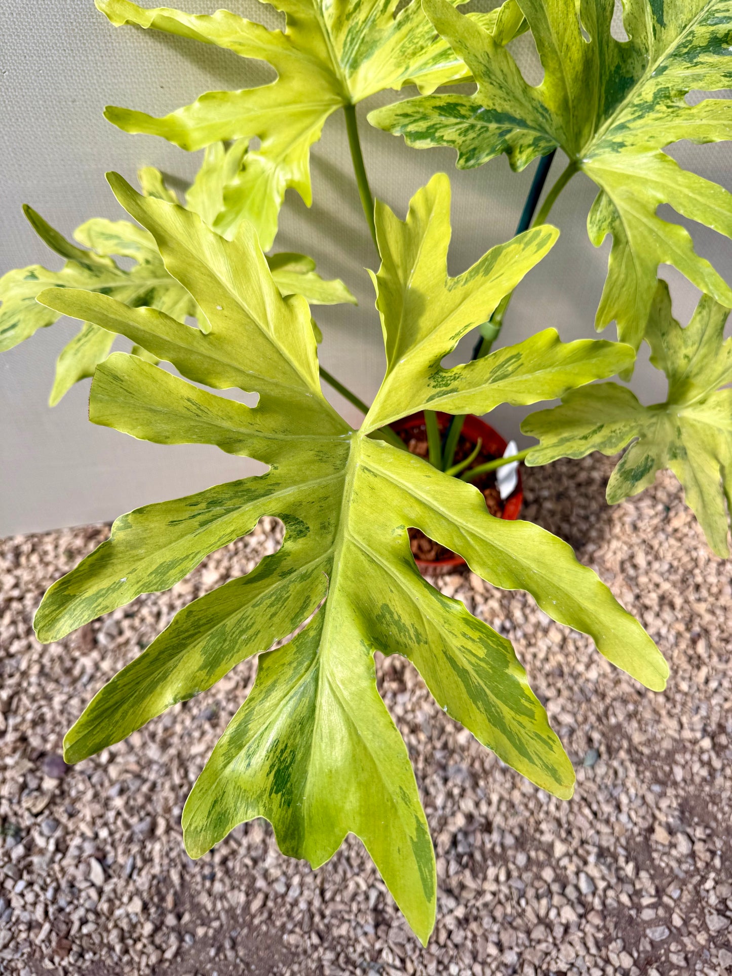 Philodendron Selloum Variegated