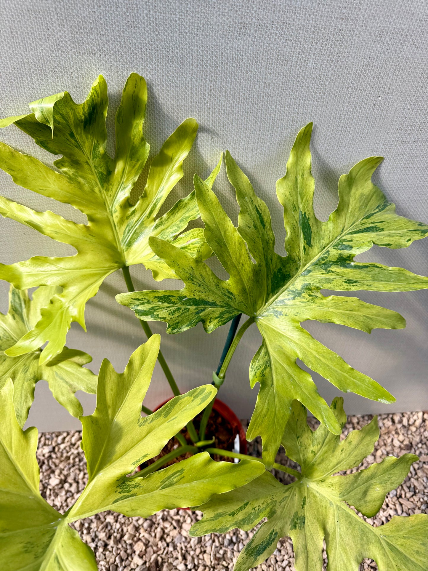 Philodendron Selloum Variegated