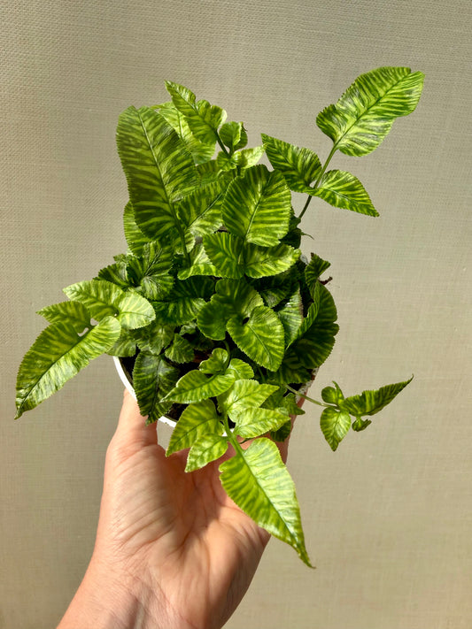 Golden Zebra Fern