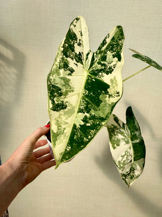 Alocasia Frydek Variegated