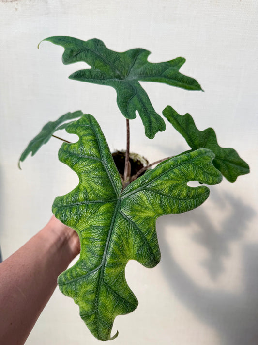 Alocasia Jacklyn