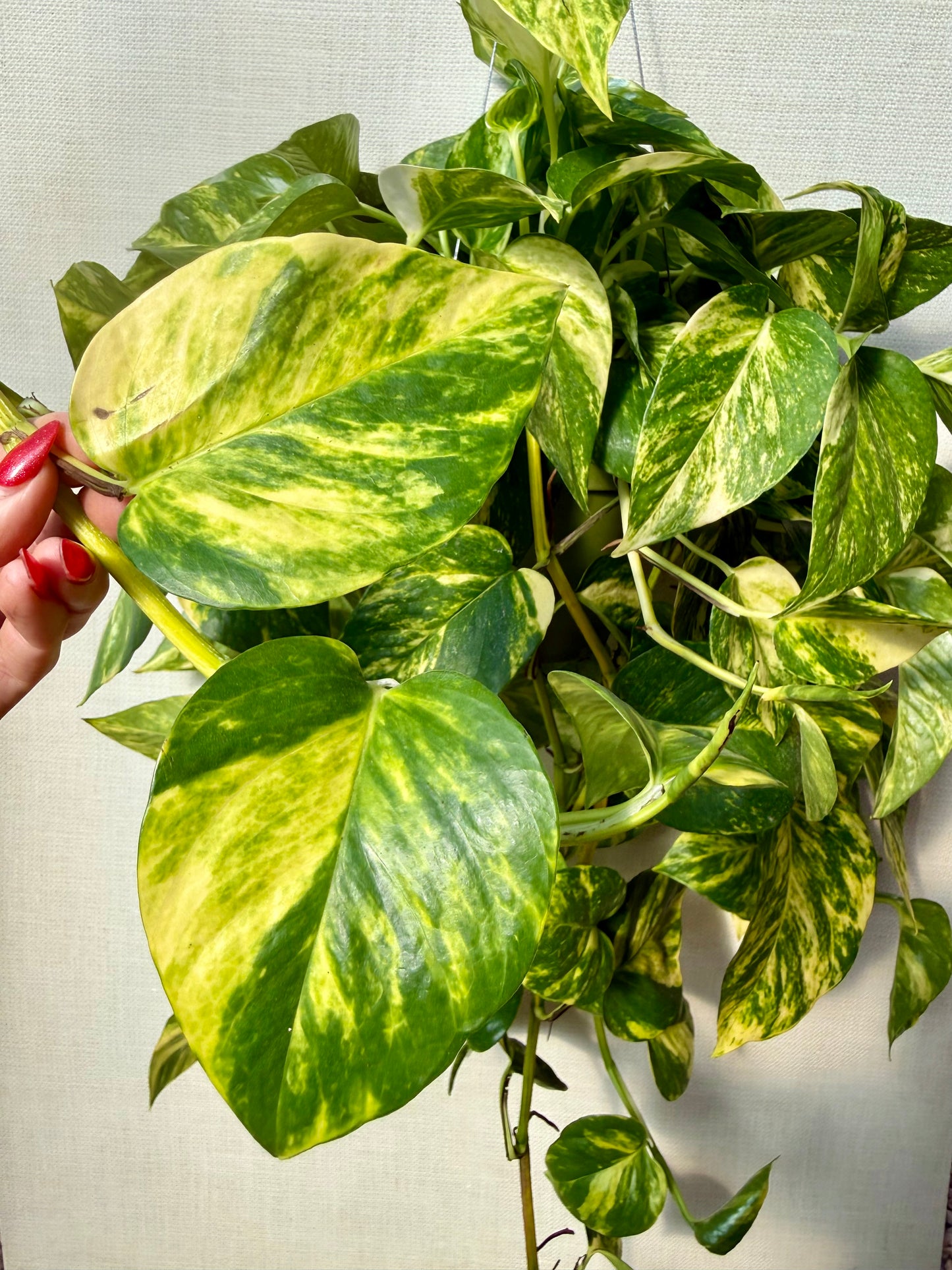 Patricio Pothos