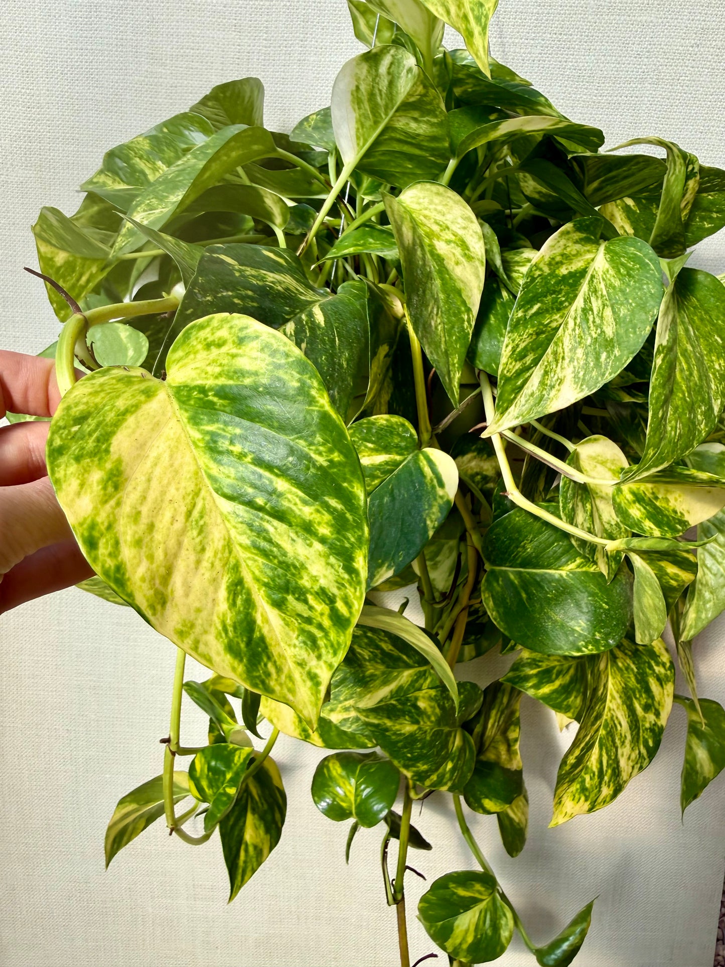 Patricio Pothos